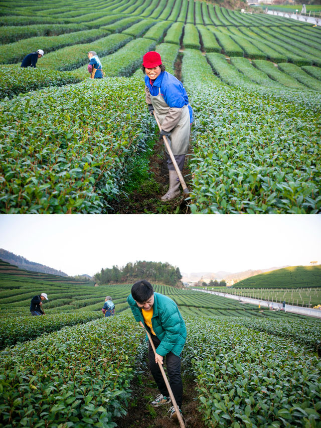 千島湖抹茶莊園｜在綠茶園中體驗日式生活