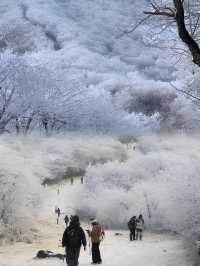 上海當日往返人回來了，魂還在冰天雪地