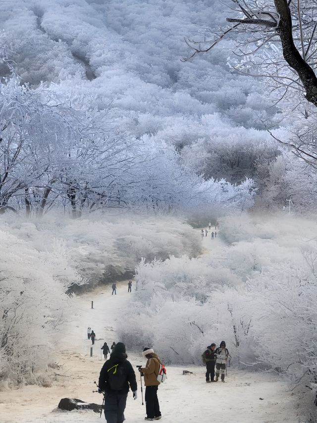 上海當日往返人回來了，魂還在冰天雪地
