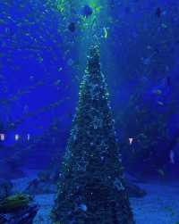 來鄭州海昌海洋公園過聖誕