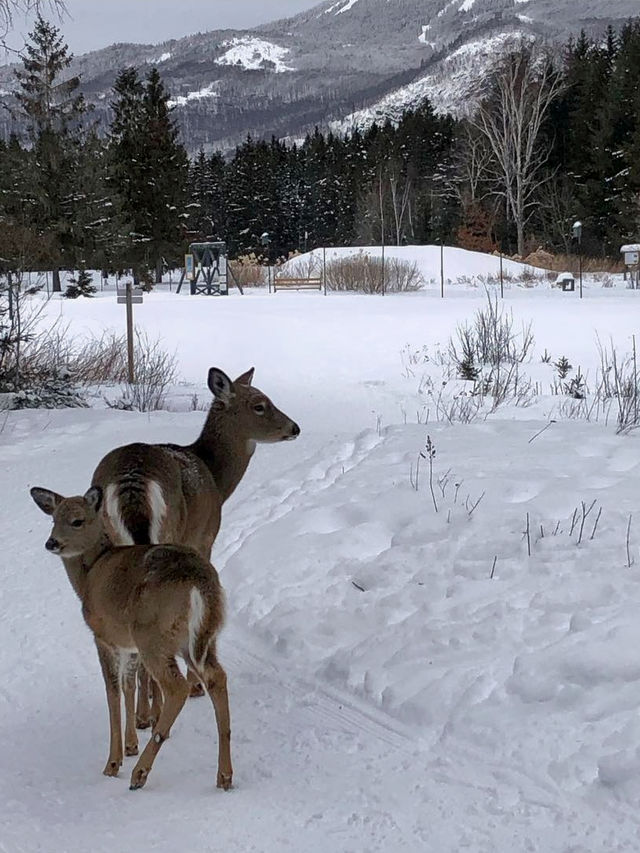 特朗布朗度假村：聞名遐邇的滑雪勝地