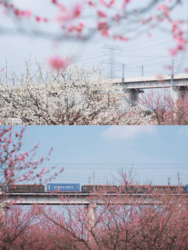 一篇帶你看遍寧波《繁花》 冬日寒梅版