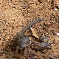 Scorpion Yala Sri Lanka