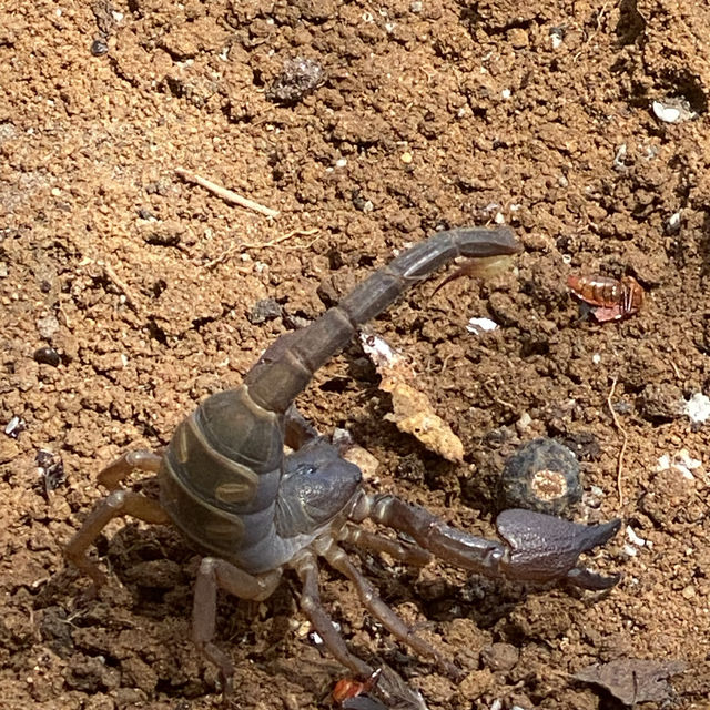 Scorpion Yala Sri Lanka