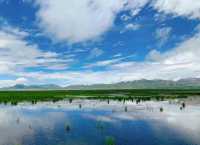 川西·若爾蓋大草原｜全球面積最大的高海拔草原