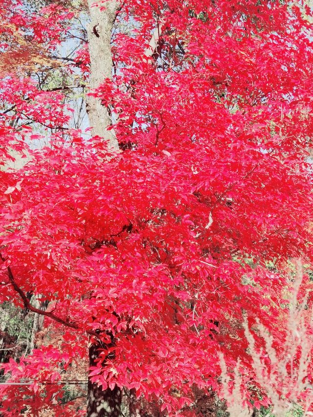 秋天的顏色應該是紅色