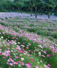 深圳西麗生態公園｜戶外溜孩子好去處
