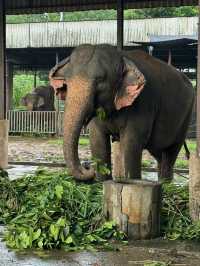 斯里蘭卡｜大象孤兒院到底值不值得去
