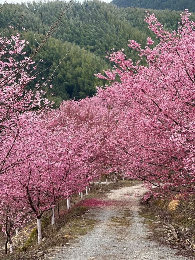 三明看絕美櫻花