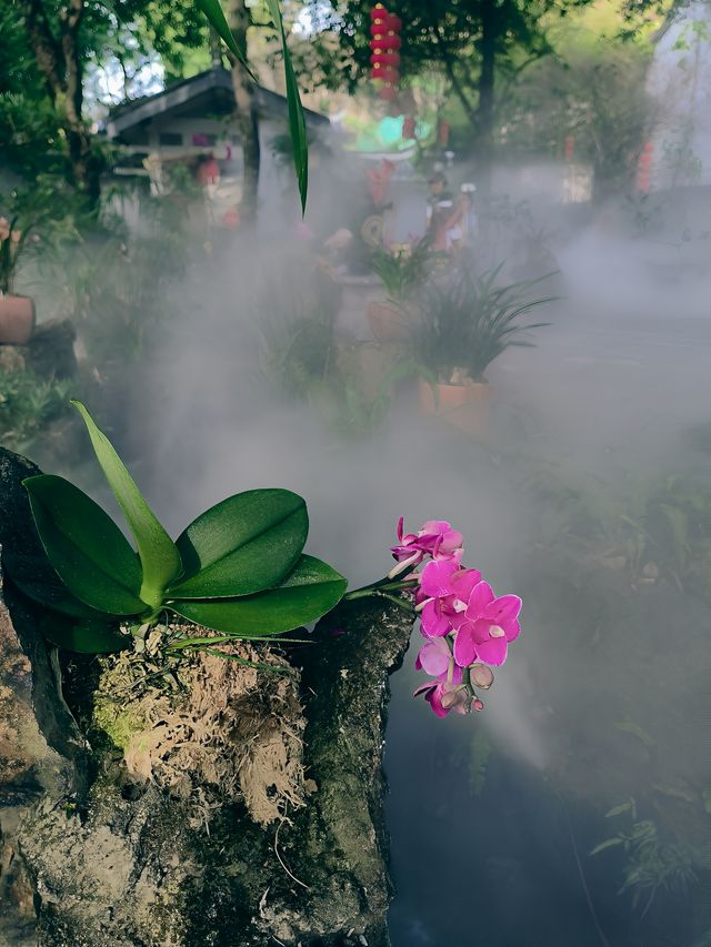 春節去了趟於山蘭花展，以為到了仙境