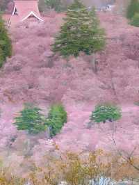 長野·戶隱神社