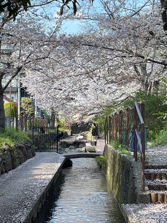 被問爆的東京小眾賞櫻地，從此告別目黑川！