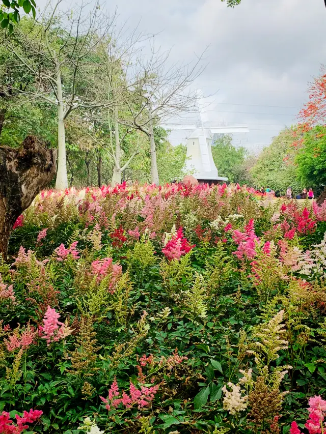 The flowers of spring are in bloom | Packing up Shenzhen's most beautiful spring for you