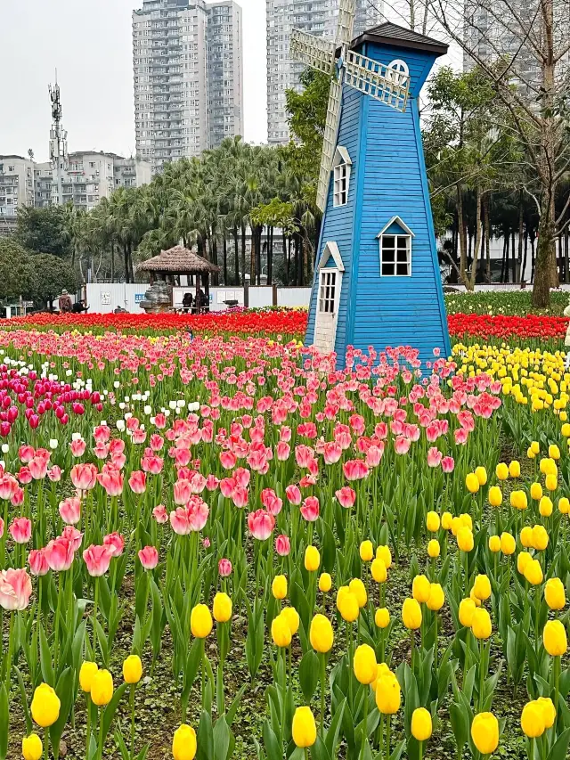 重慶動物你要不這麼美，十萬株鬱金香盛開