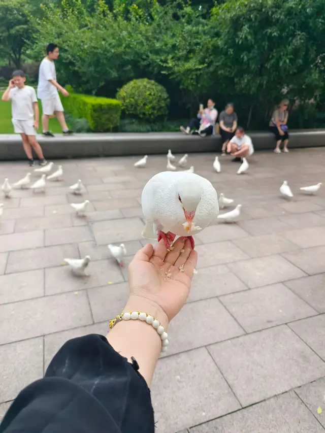 Shanghai People's Square | A flock of white pigeons