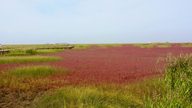 盤錦紅海灘，世界紅色海岸線