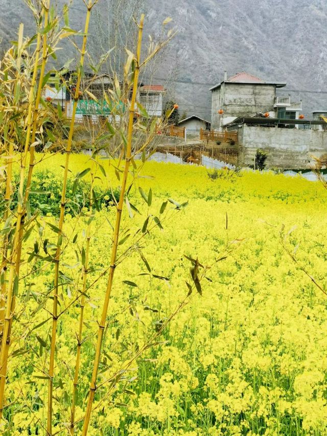 油菜花綻放！甘肅最早的春天為何在隴南？