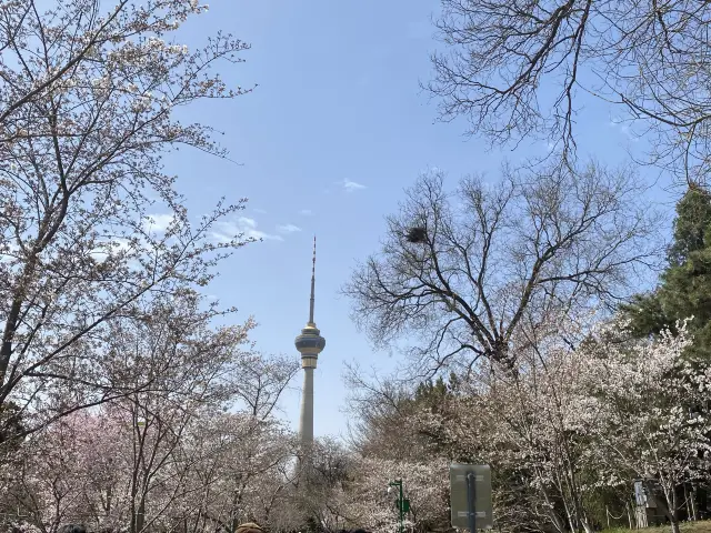 Yuyuantan Cherry Blossoms