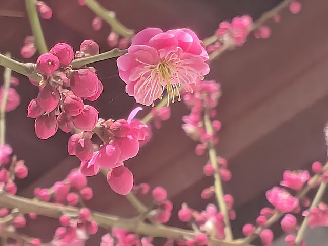 紅梅花兒開