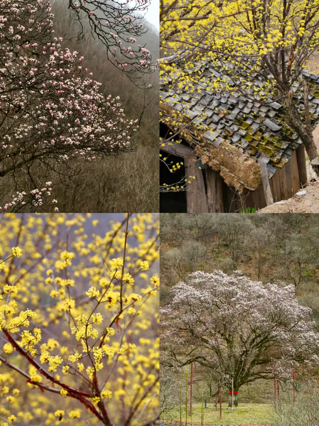 Depart from Xi'an for 2h! Visit the secluded mountains to see the thousand-year-old Magnolia King! (With Guide)