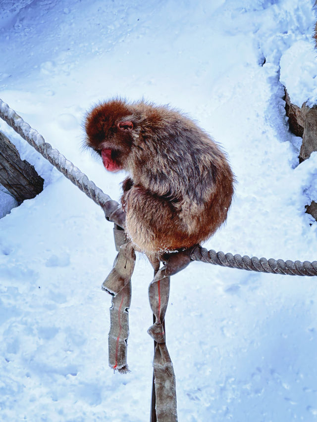 北海道親子聖地旭山動物園（企鵝漫步）