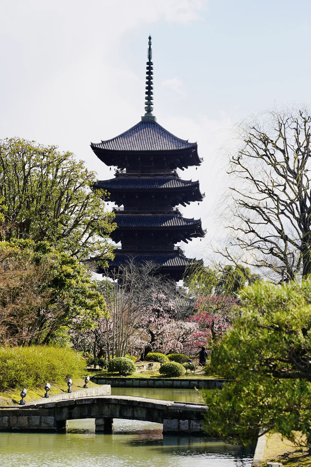 京都東寺也是賞櫻名所之一