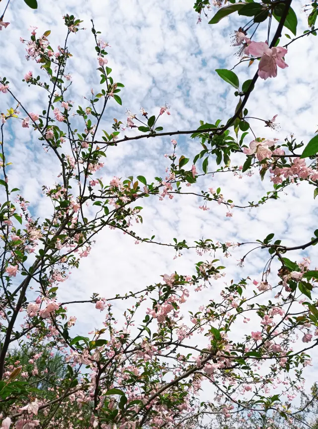 人間で最も美しい4月の天気、共青森林公園で花を楽しむ