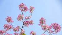 浪漫花海｜紫荆花開芳華濃 想和你一起邂逅浪漫三月