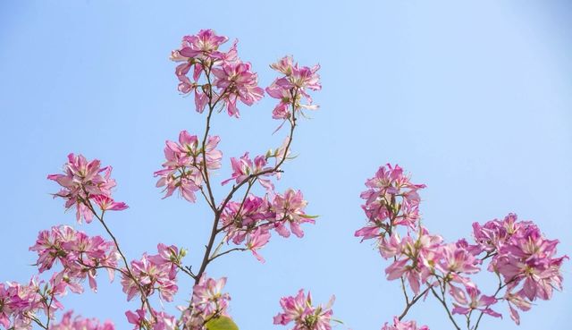 浪漫花海｜紫荆花開芳華濃 想和你一起邂逅浪漫三月