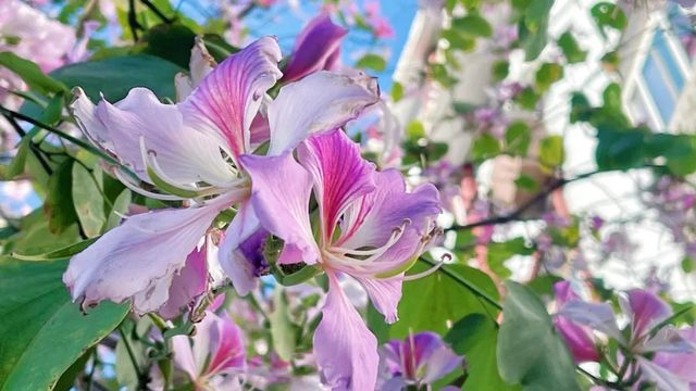 浪漫花海｜紫荆花開芳華濃 想和你一起邂逅浪漫三月