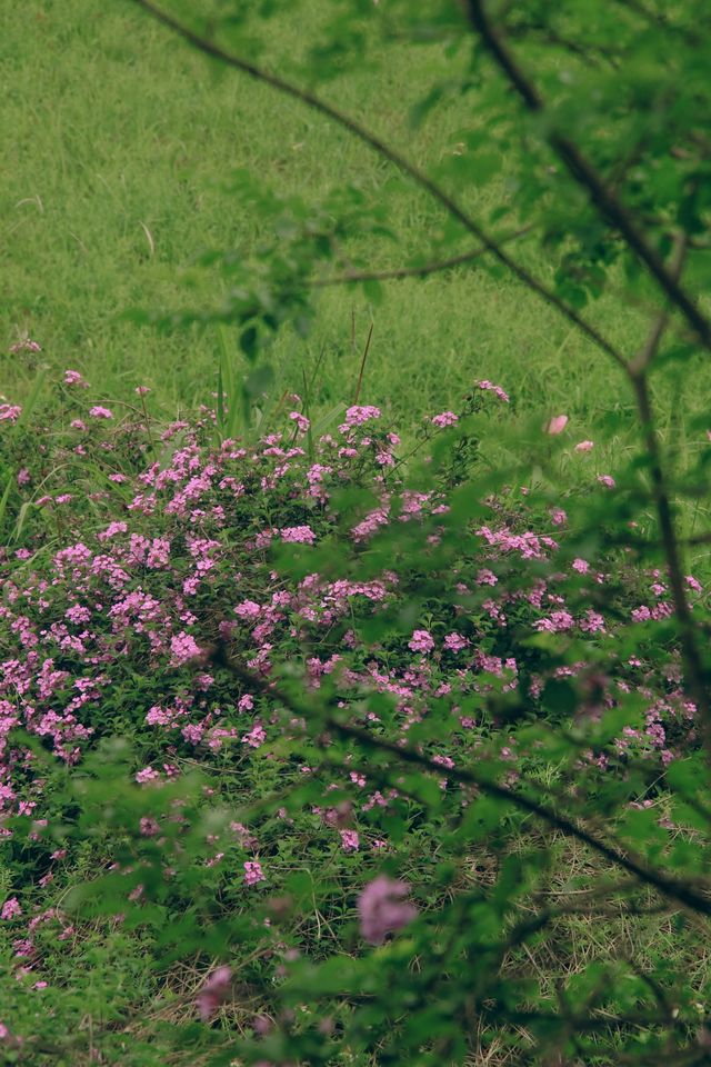尋求春日艷遇，不妨來烏龍江濕地公園試試