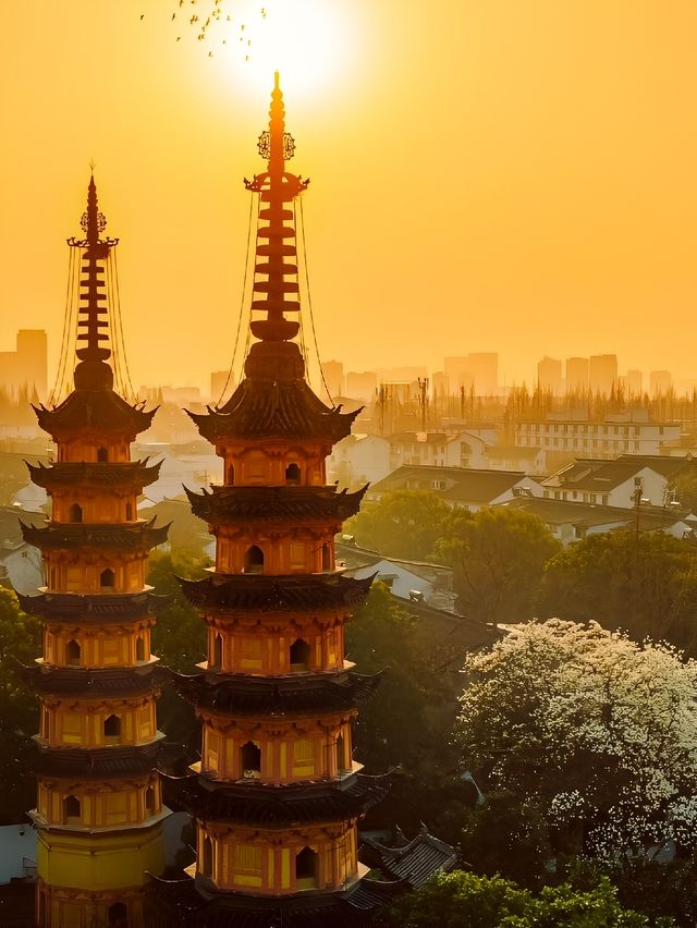 只要8塊錢就能在蘇州享受三月裡醉美的玉蘭花