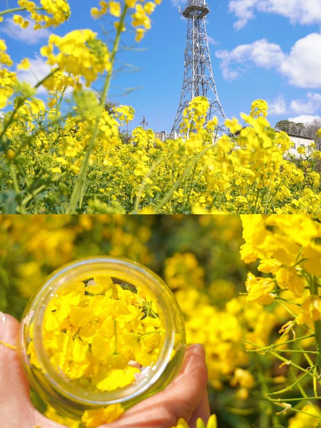 遛娃賞花寶藏地|||春來無事，