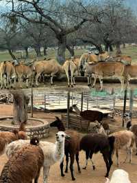 五一遛娃絕佳去處秦嶺野生動物園，生態王國