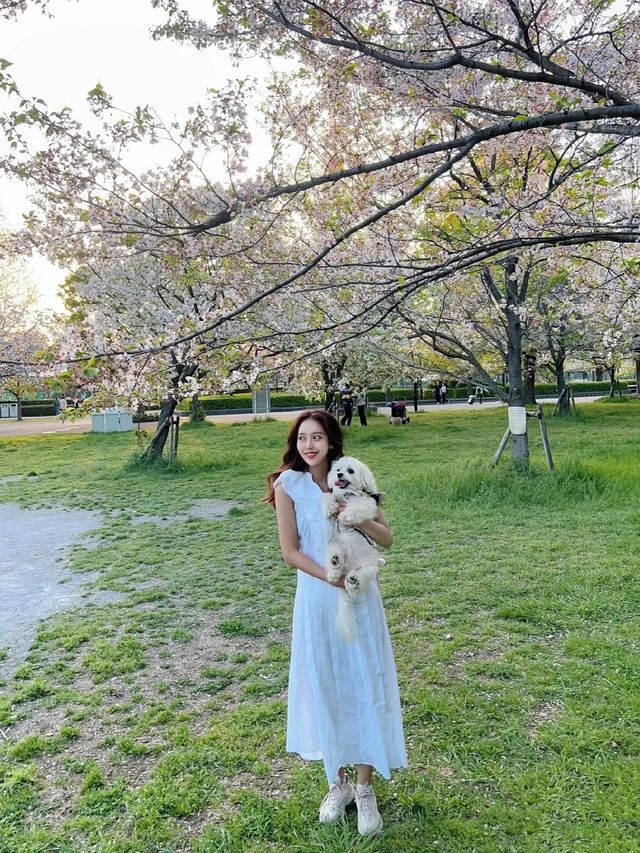 東京帶小狗避開人群的小眾賞櫻公園|||