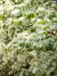 京城花海天花板國家植物園流蘇賞花攻略