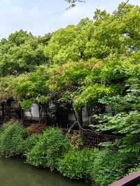 淺緣紫藤花——遊古藤園
