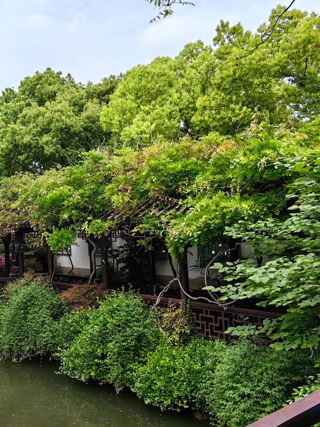 淺緣紫藤花——遊古藤園