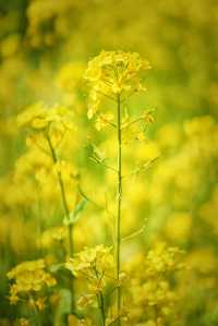 5月4日溫榆河實況｜油菜花開的好，人也多…