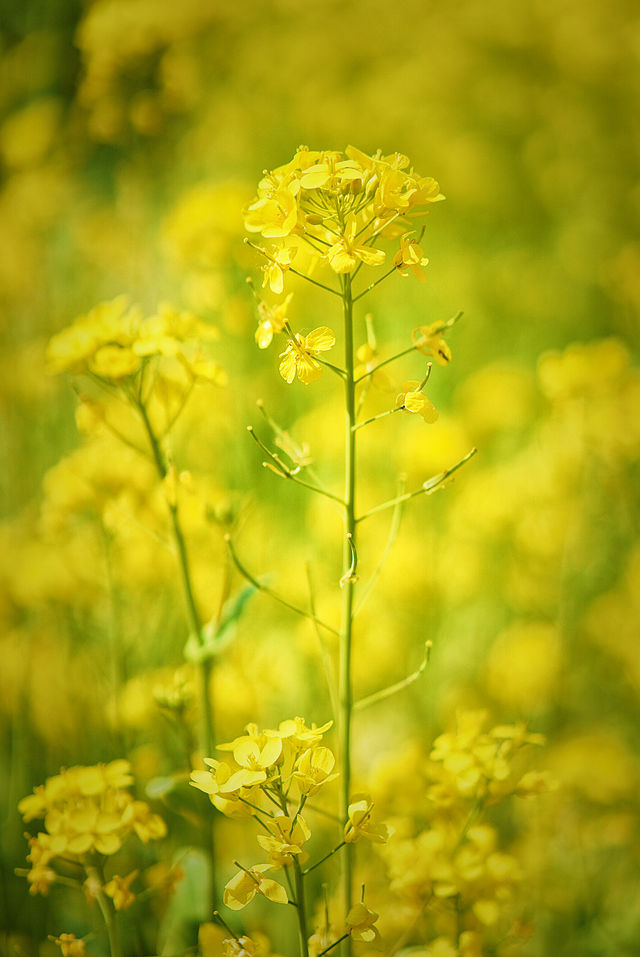 5月4日溫榆河實況｜油菜花開的好，人也多…