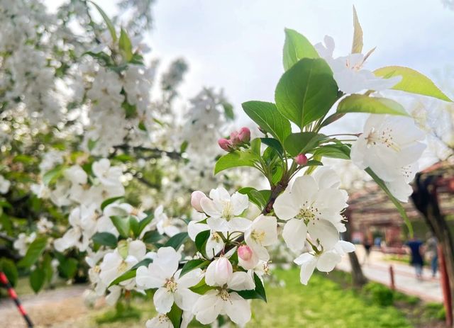 嘉定紫藤園你玩得可真花啊！