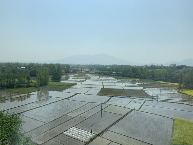 漢中 寧強 青木川 終於看到了油菜花海！