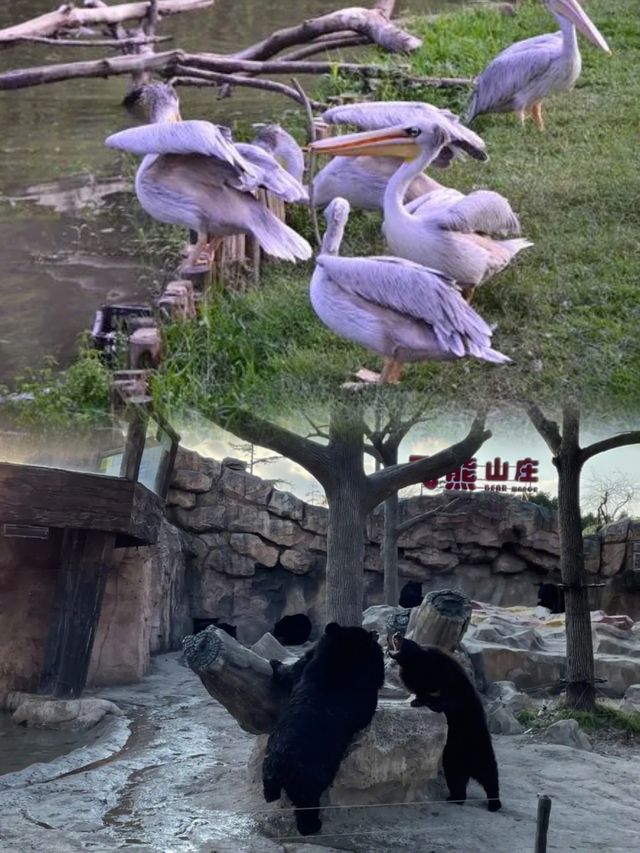 上海動物園超全攻略，你get了嗎？