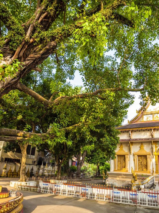 🌟 Vientiane's Crowne Plaza: Luxury & Cuisine Combined 🌟
