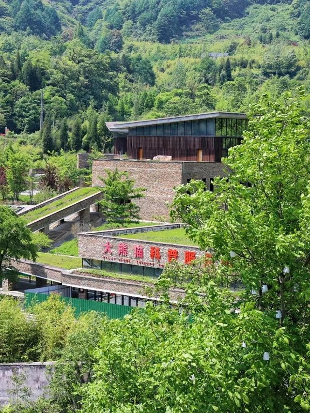 在汶川看福寶！住進大熊貓基地對面的山野民宿！