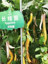 【山東】壽光市蔬菜高科技示範園
