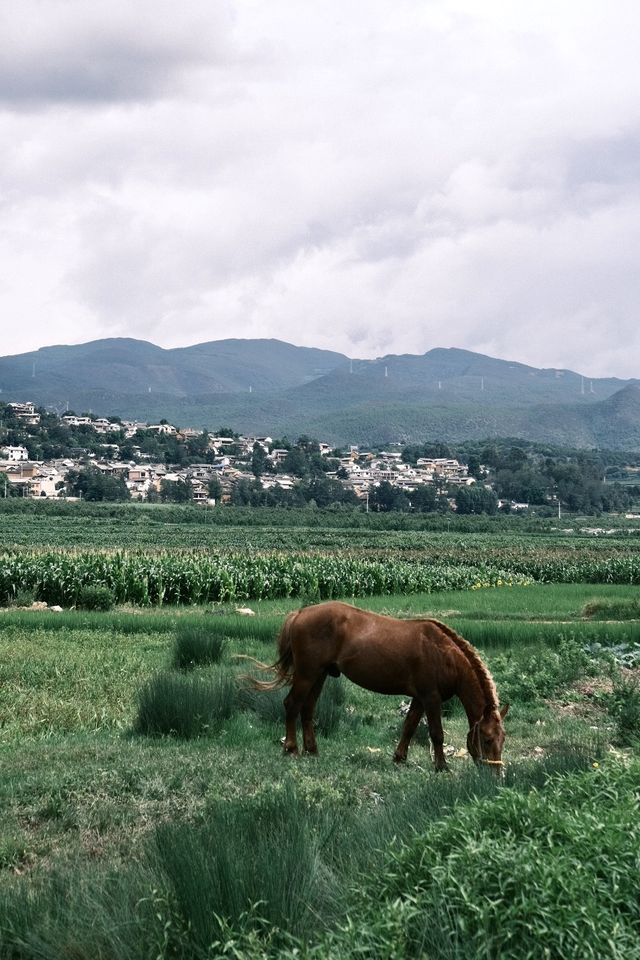 沙溪古鎮遊玩指南茶馬古道上的避世村落🪵
