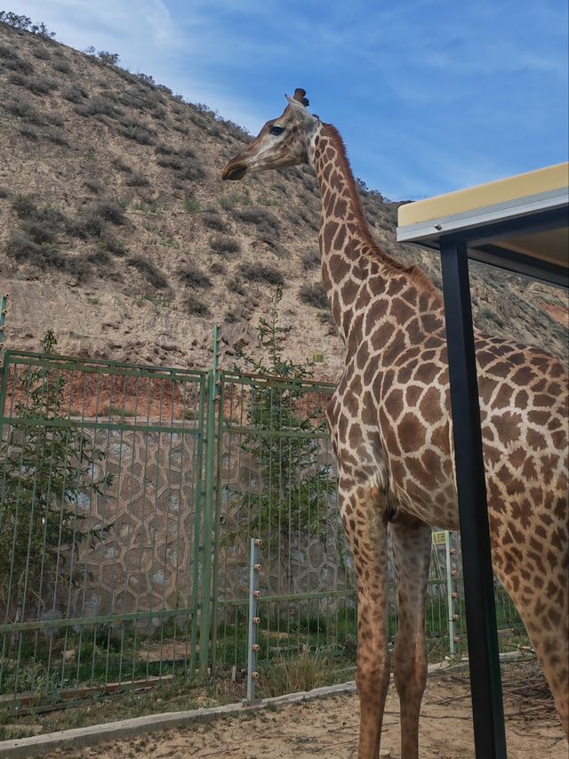 歸野之境的動物樂章，蘭州野生動物與自然共舞