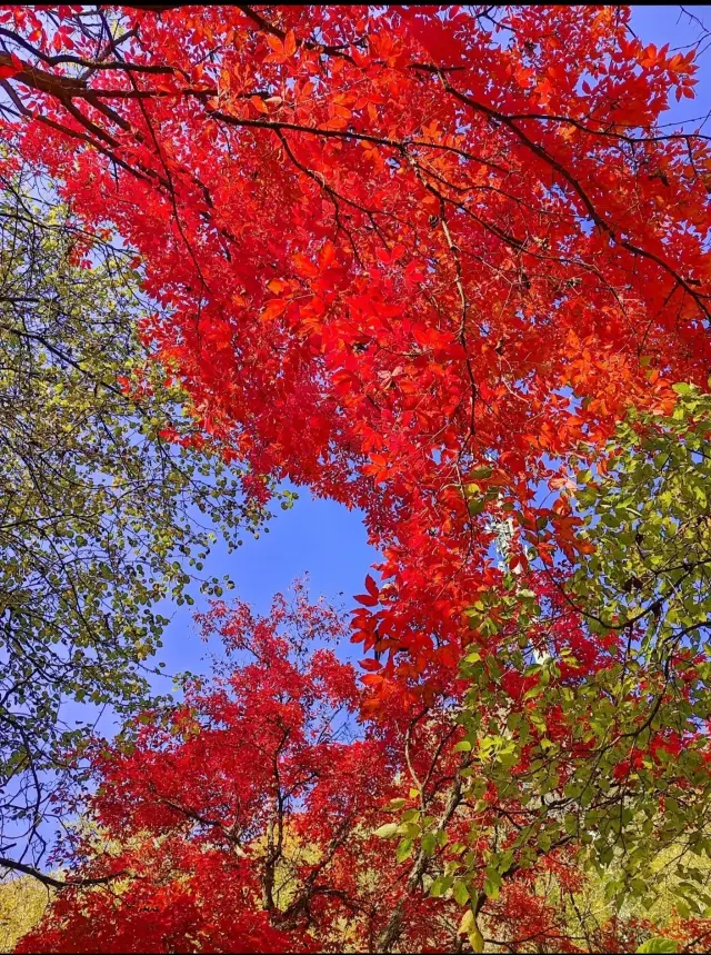 遼寧本溪關門山賞楓｜中秋國慶來楓都賞秋。