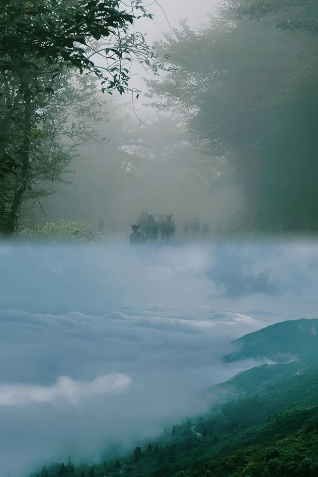 爬山日記|大圍山(長沙周邊遊)。